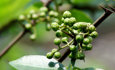 藤椒油和花椒油的區別